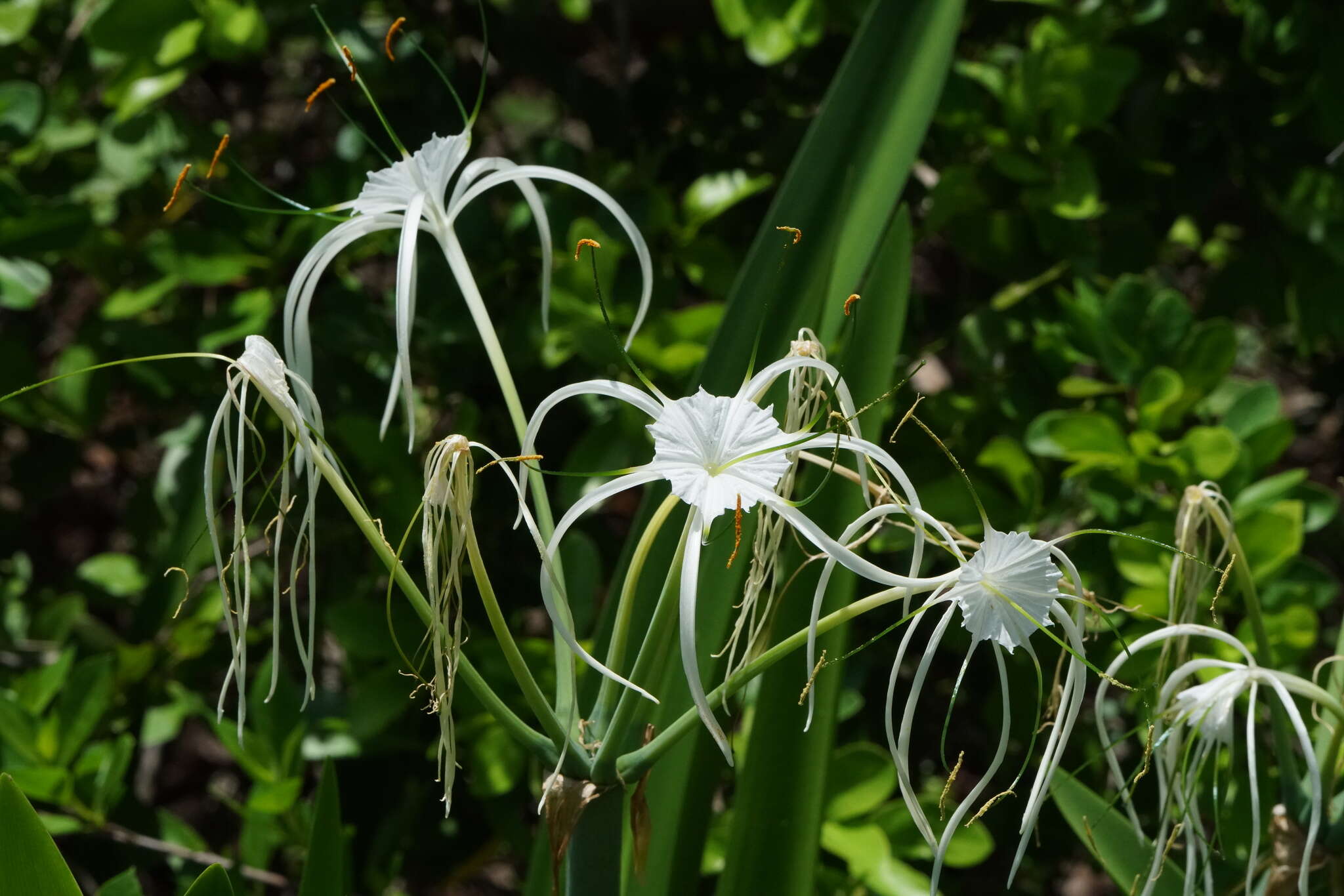 Image of perfumed spiderlily