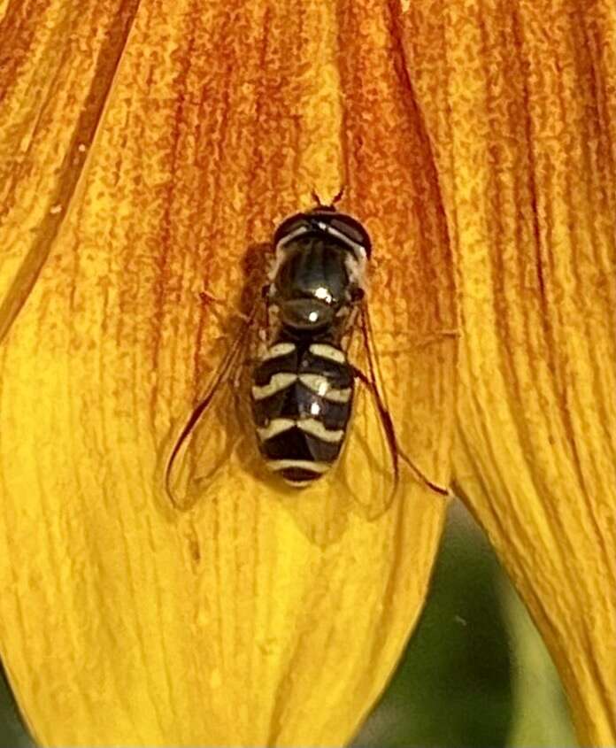 صورة Dasysyrphus creper (Snow 1895)