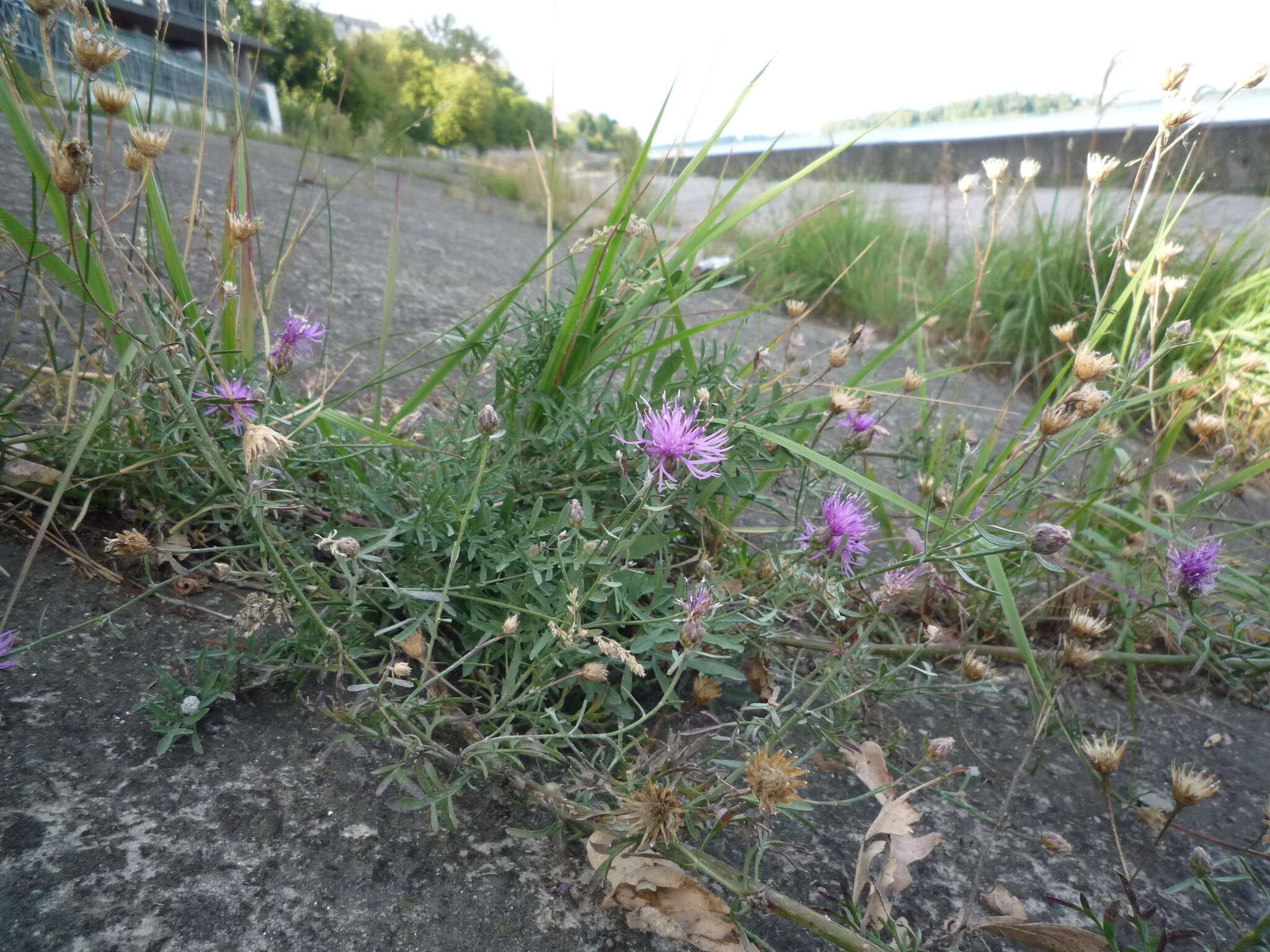 Plancia ëd Centaurea borysthenica Gruner