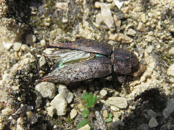 Слика од Poecilonota cyanipes (Say 1823)