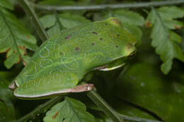 Image of Gastrotheca albolineata (Lutz & Lutz 1939)