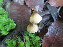 Image of Lepiota calcarata (E. Horak) E. Horak 1980