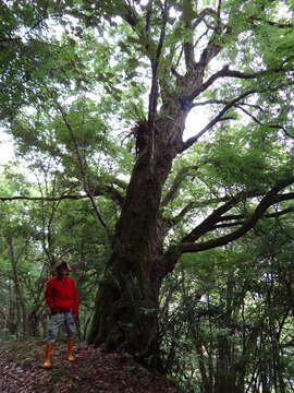 Image of Carpinus kawakamii Hayata