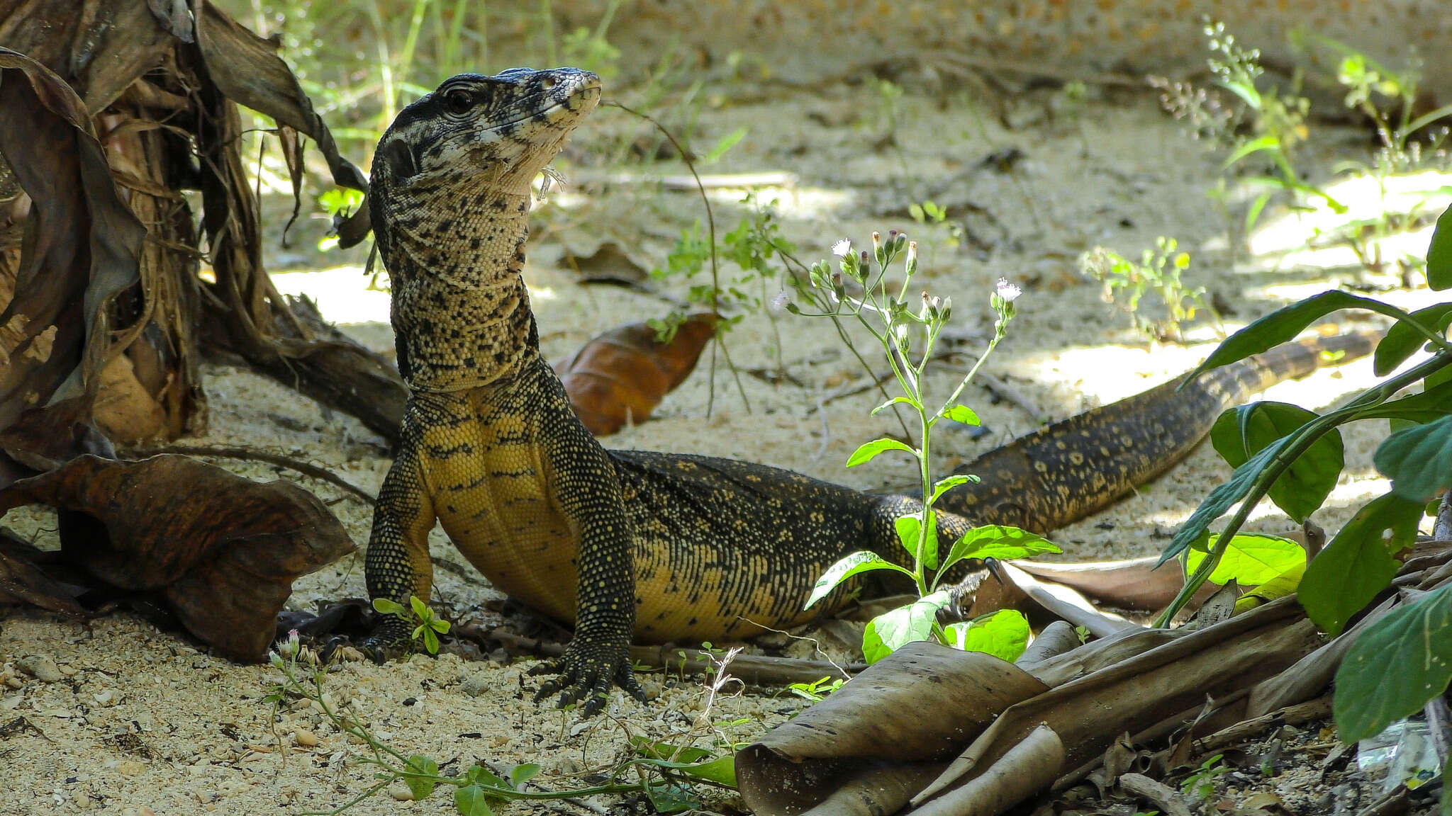 Image of Varanus palawanensis Koch, Gaulke & Böhme 2010