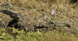 Image of Yacare caiman