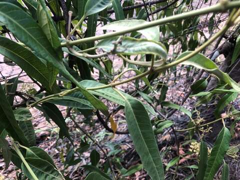 Image of Parsonsia eucalyptophylla F. Müll.