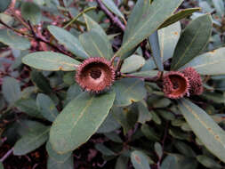 Notholithocarpus densiflorus var. echinoides (R. Br. ter) Manos, Cannon & S. H. Oh的圖片