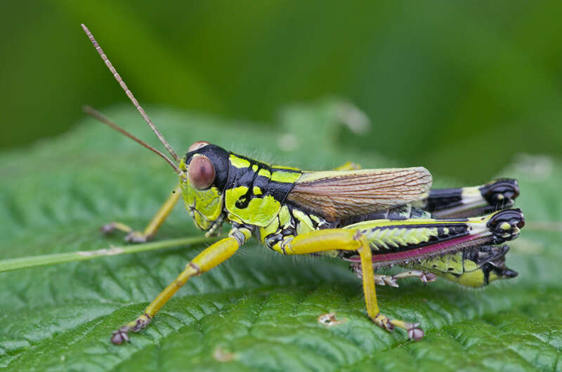 Image of Long-winged Mountain Grasshopper