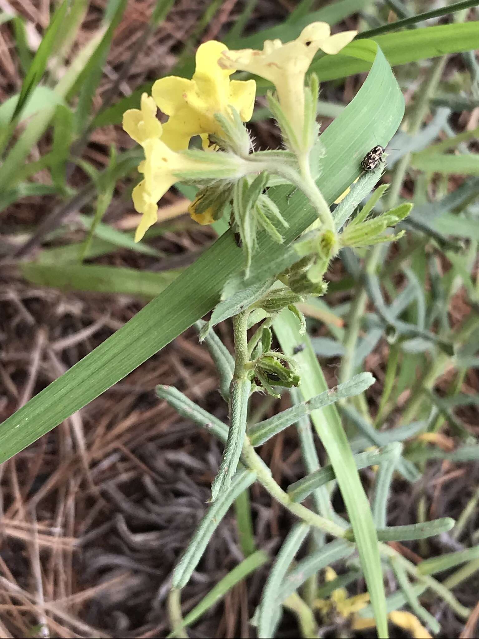 Plancia ëd Lithospermum cobrense Greene