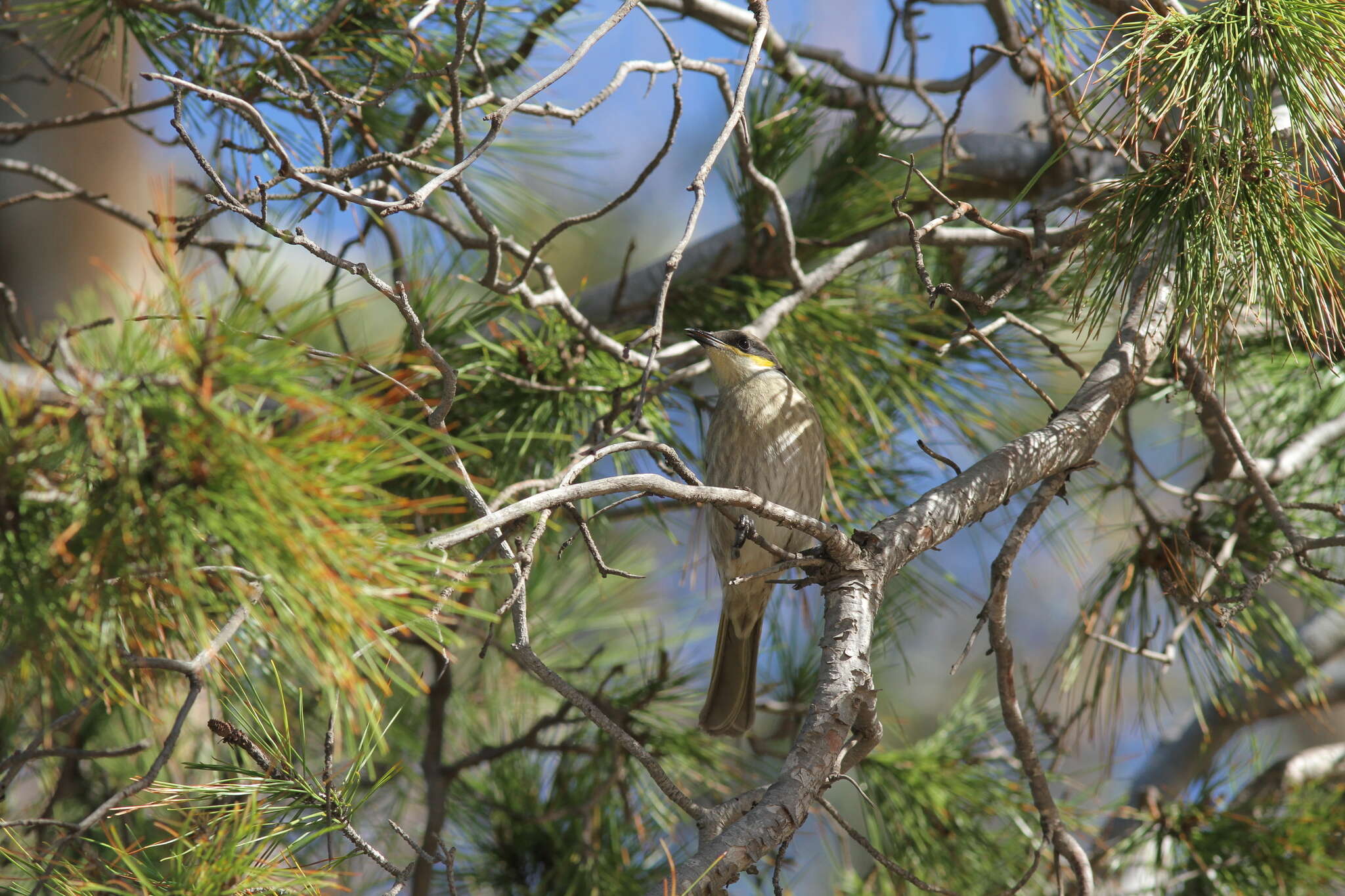 Image of South-western Singing Honeyeater