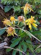 Image de Solidago virgaurea subsp. minuta (L.) Arcangeli