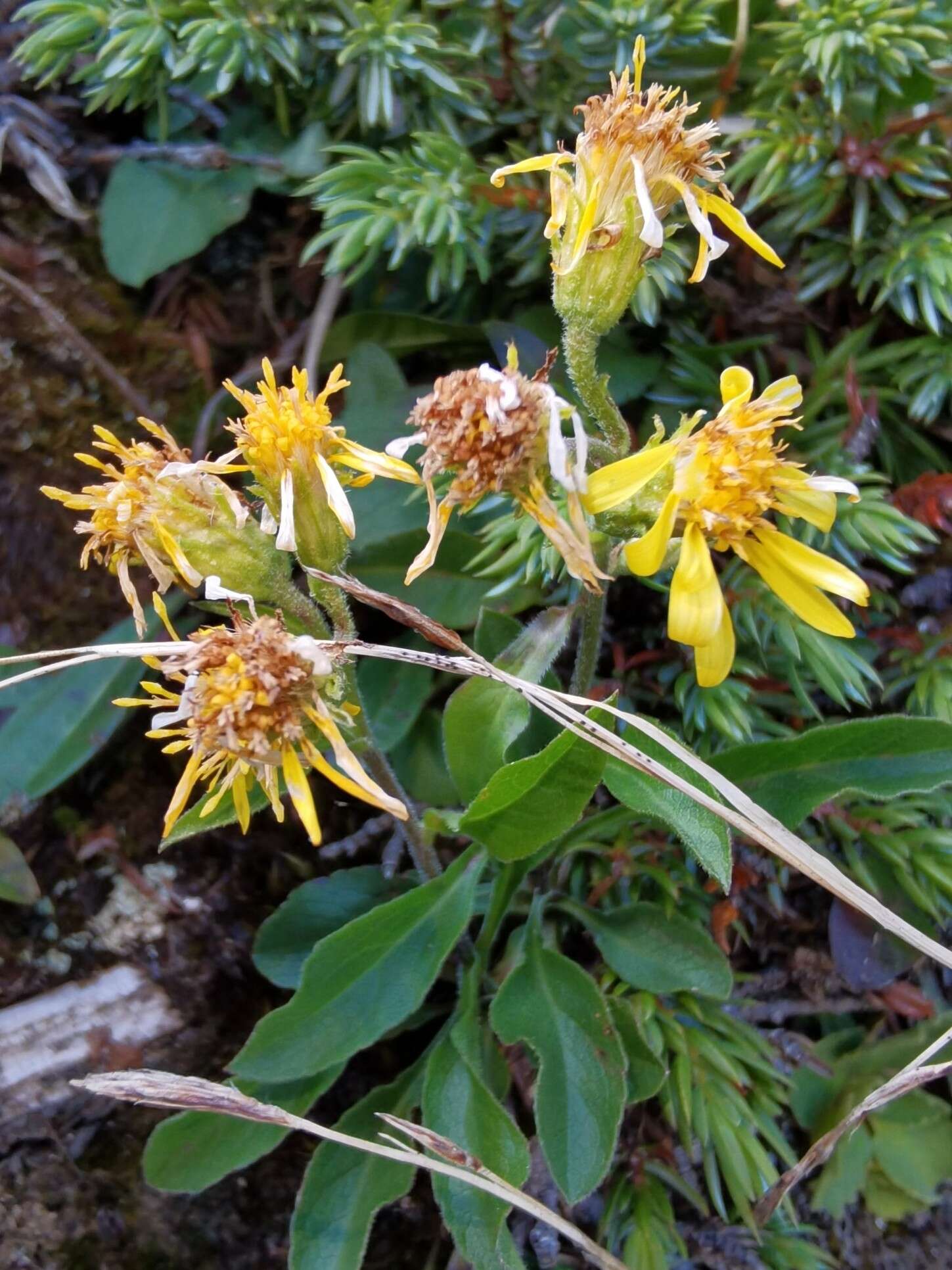 Imagem de Solidago virgaurea subsp. minuta (L.) Arcangeli