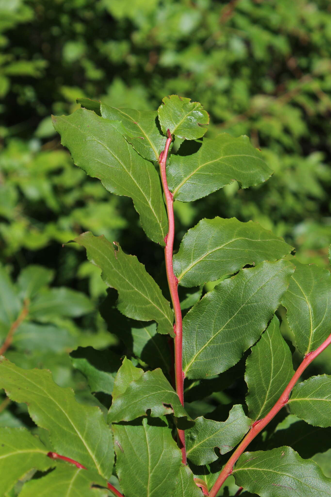 Image of Vaccinium arctostaphylos L.