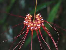 Image of Wispy umbrella orchid