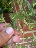 Image of corn chamomile