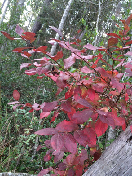 Image of Highbush blueberry