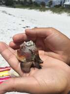 Image of Florida fighting conch