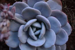 Image of Echeveria laui R. Moran & J. Meyran