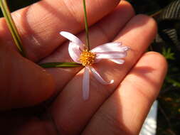 Image of bog aster