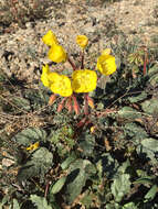 Image of yellow cups