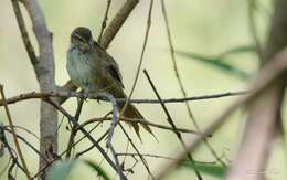 Image of Sulphur-bearded Reedhaunter