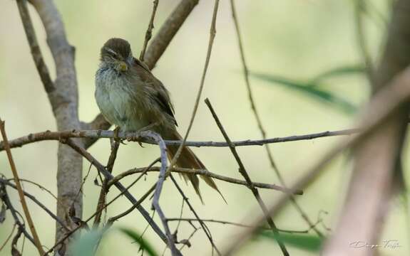 Limnoctites sulphuriferus (Burmeister 1869)的圖片