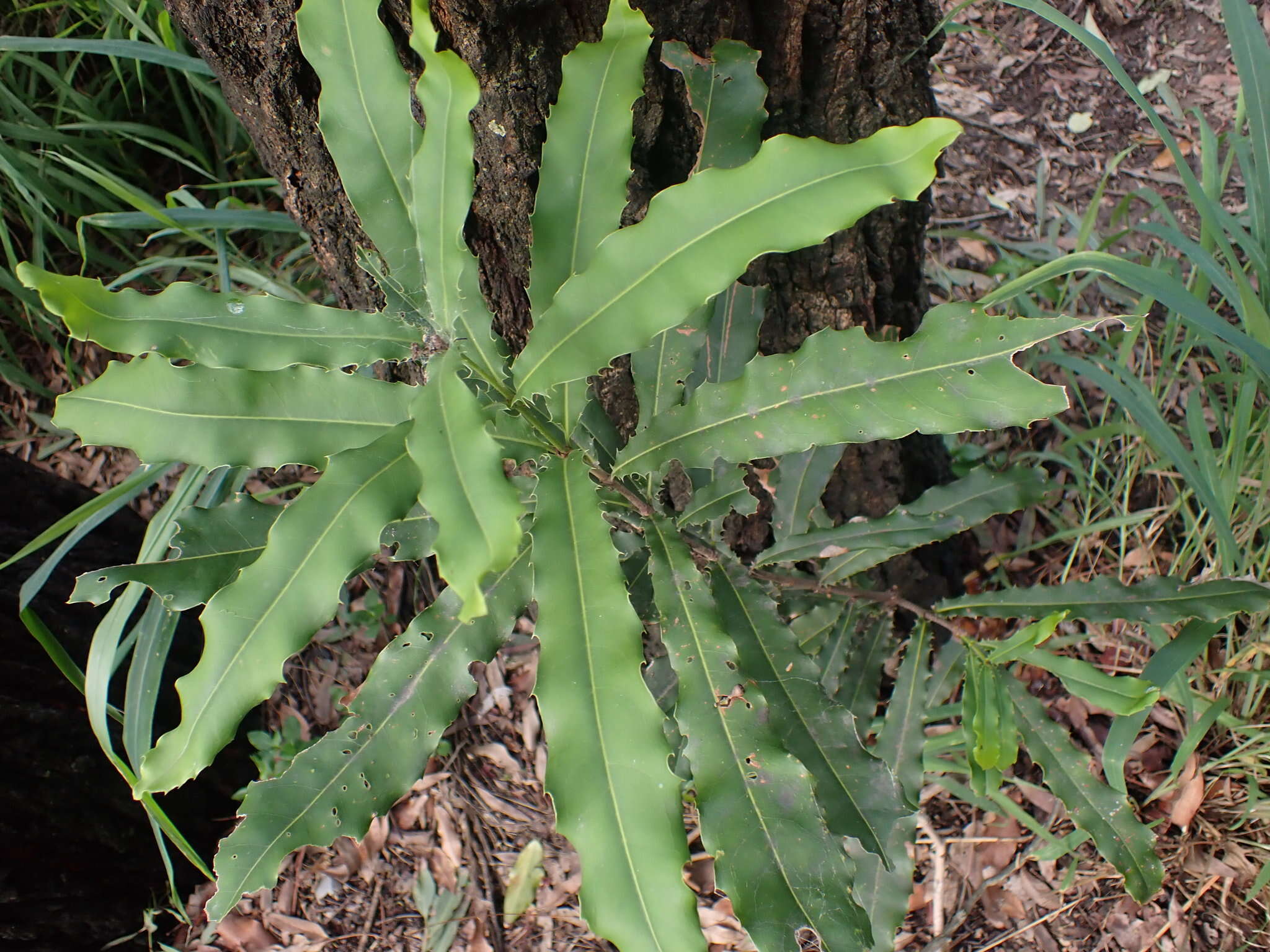 Image of macadamia nut