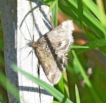 Image of Straw-barred Pearl