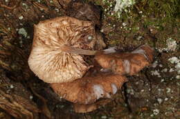 Image of Gymnopus barbipes R. H. Petersen & K. W. Hughes 2014