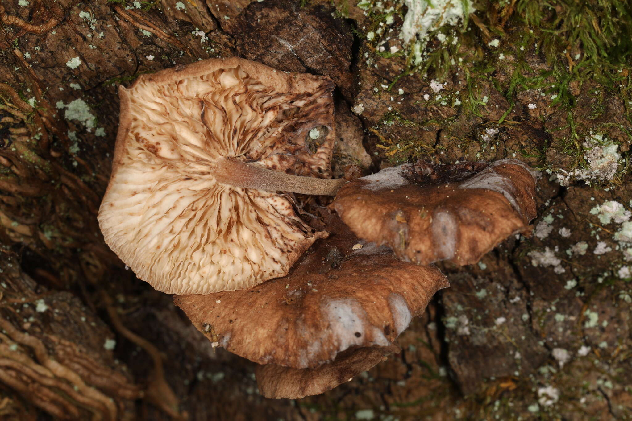 Image of Gymnopus barbipes R. H. Petersen & K. W. Hughes 2014