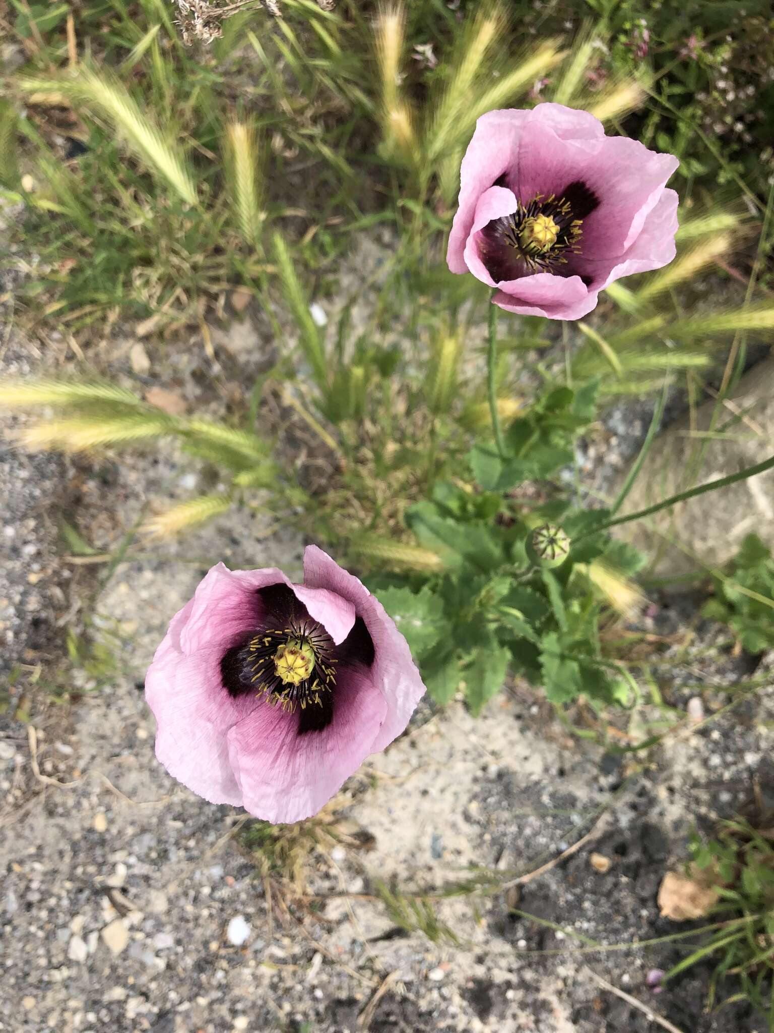 Imagem de Papaver setigerum DC.