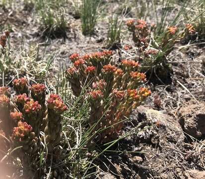 Слика од Sedum lanceolatum subsp. lanceolatum