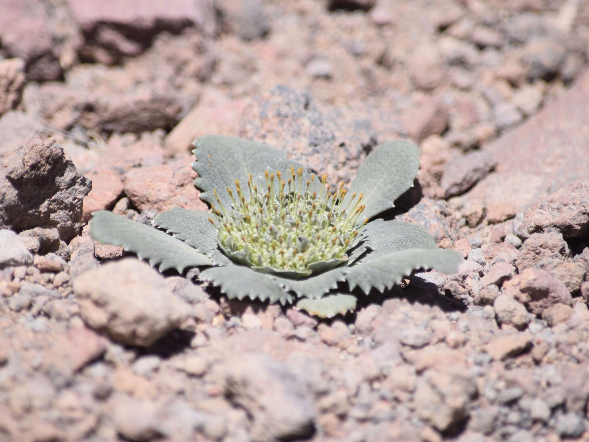 Image of Calycera monocephala (Phil.) S. Denham & Pozner