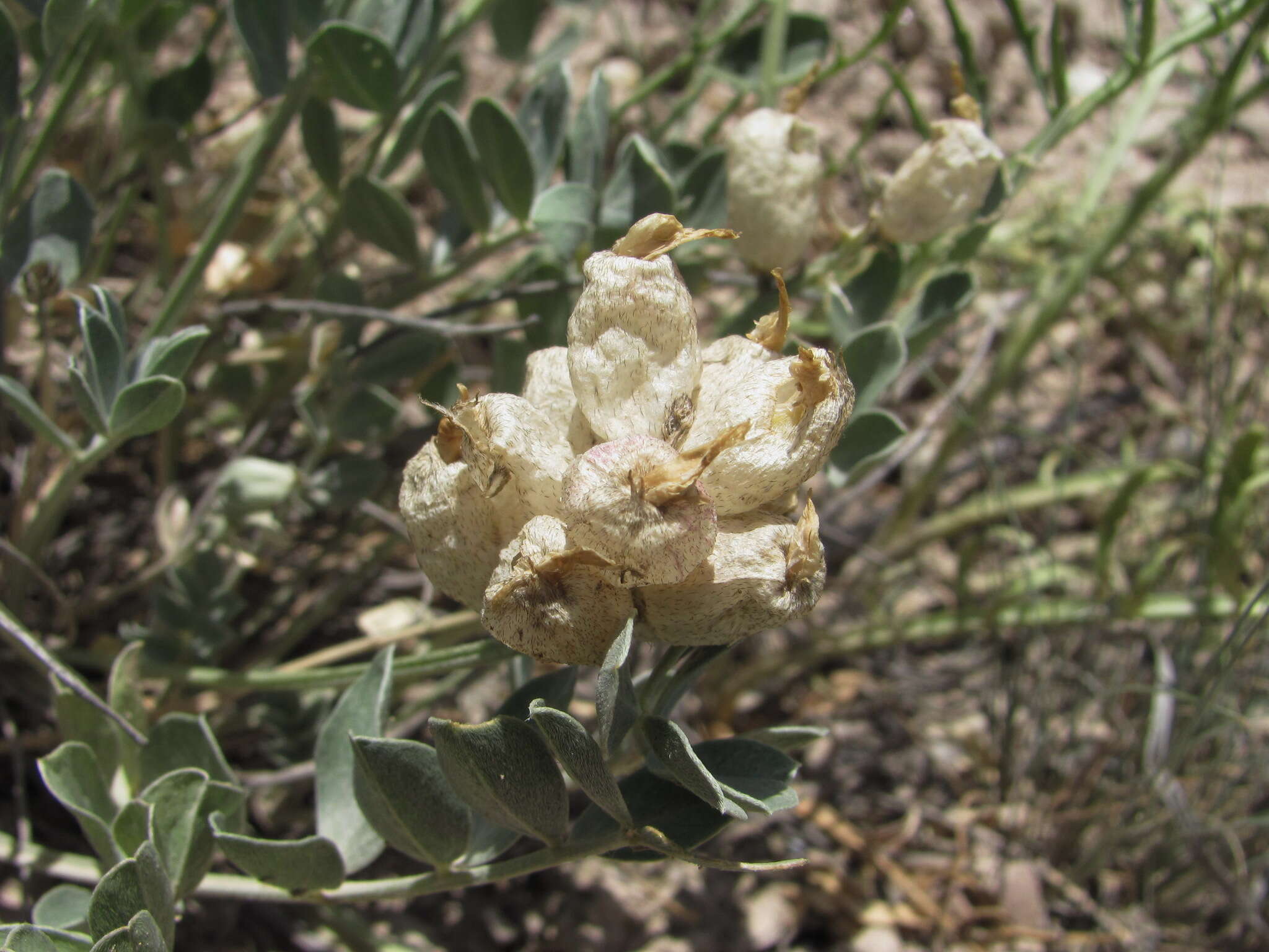 Imagem de Astragalus calycinus Bieb.