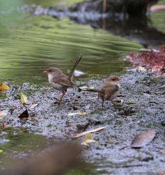 Image of Variegated Fairy-wren