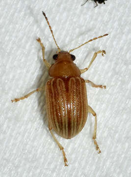 صورة Colaspis brunnea (Fabricius 1798)