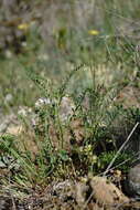 Image of blister vetch