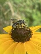 Image de Andrena aliciae Robertson 1891