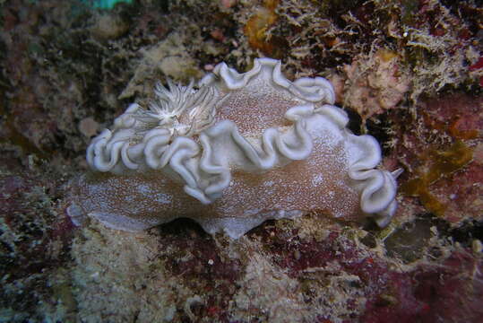 Image de Glossodoris hikuerensis (Pruvot-Fol 1954)