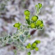 Image of Florida goldenaster