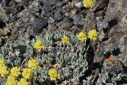 Image of Great Basin Desert buckwheat