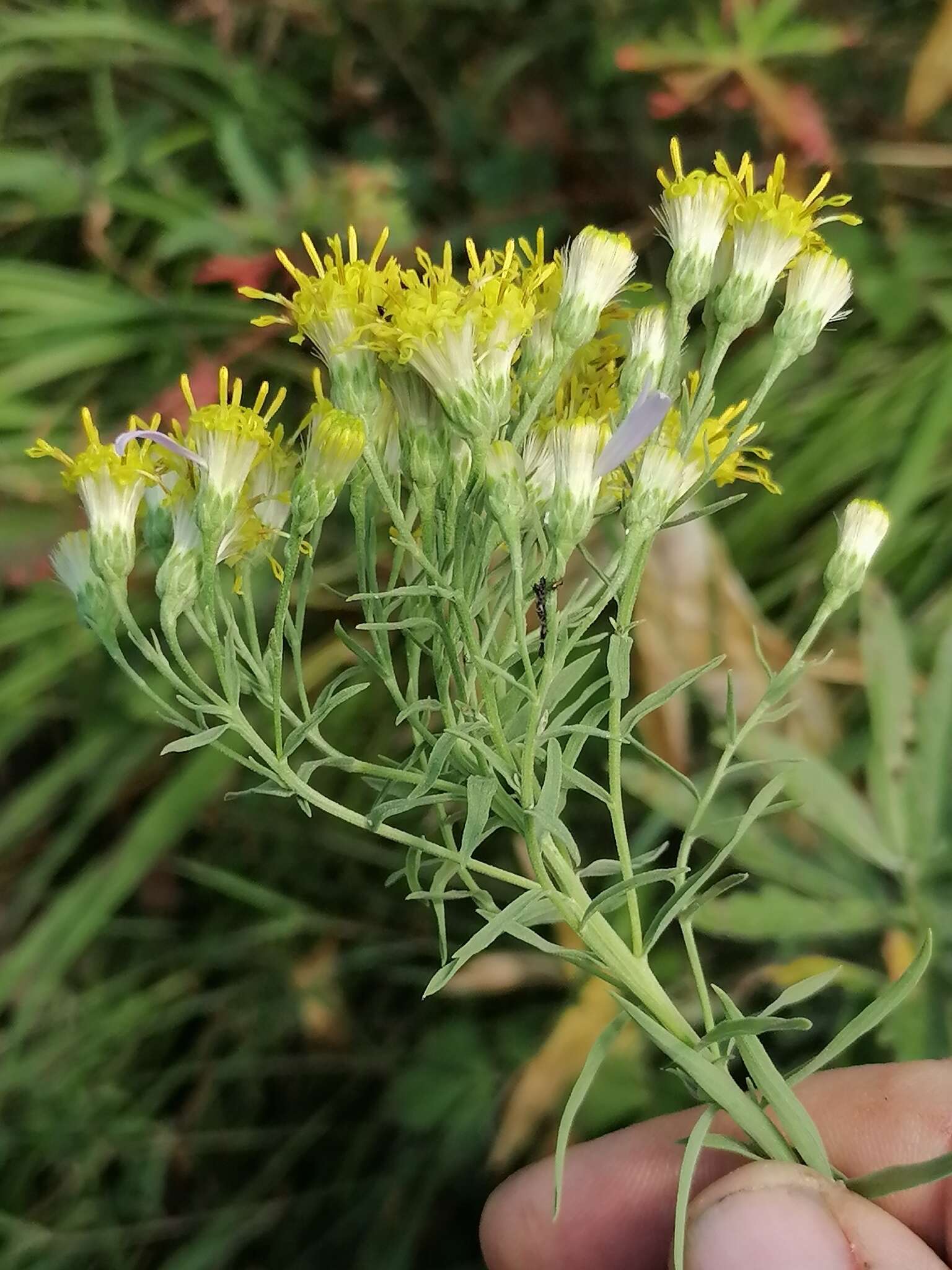 Image of Galatella hauptii (Ledeb.) Lindl. ex DC.