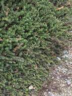 Image of purple crowberry