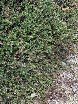 Image of purple crowberry