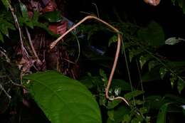 Image of Blunt-head Slug Snake