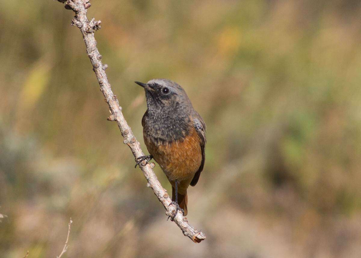 Plancia ëd Phoenicurus ochruros phoenicuroides (Moore & F 1854)