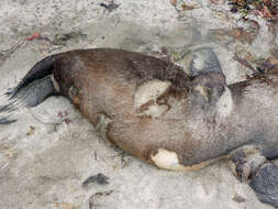 Image of northerns sea lions