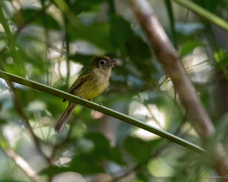 Rhynchocyclus brevirostris (Cabanis 1847)的圖片