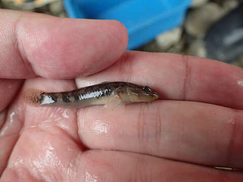 Слика од Rhinogobius similis Gill 1859