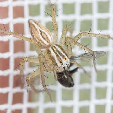 Image of Striped Lynx